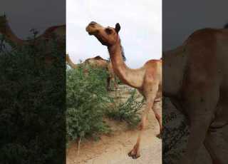  الجمل أسلوب غامض في الجري على الطريق