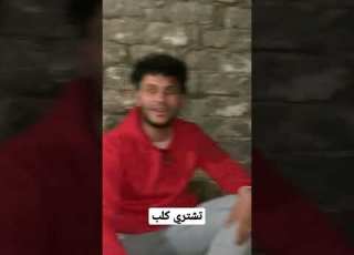تشتري كلب بيهوهو