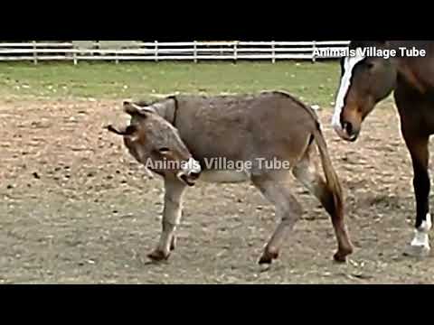 Horse Donkey Meeting 2020 Donkey Horse Friendship