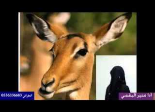شيلة رقبة الغزال