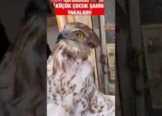 Şahin Yakalayan Küçük çocuk Shorts Hayvanlar Keşfet Kuş
