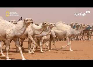  مهرجان الملك عبد العزيز للإبل مزايين الإبل