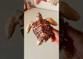 How To Make A Cardboard Sea Turtle Easy And Fun Crafts Short Craftyideas Diy Cardboardcrafts