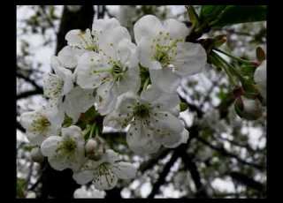 Вишні цвітуть