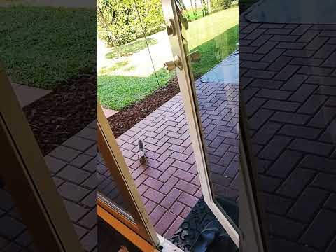 Leeloo Bereit Für Die Nahaufnahme Eichhörnchen Haustiere Wildtiere