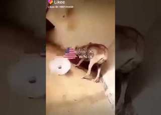 حالات واتس اب يا ديب لاتحزع وانتا مغلوب