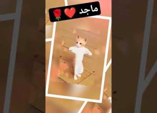 الاكتر طلبا ماجد ماجد ترند Funny ترند السعودية Cat Shorts Foryou