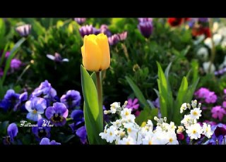 André Rieu Nightingale Serenade Toselli Serenade TatianaBlue