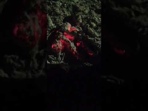 19 قصة احد المتابعين مع حيوان الشيب كبير الذئاب