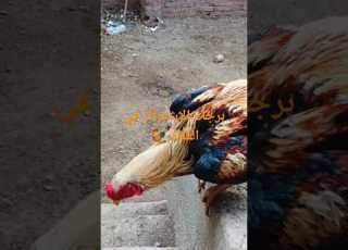 احلي فراخ هندي