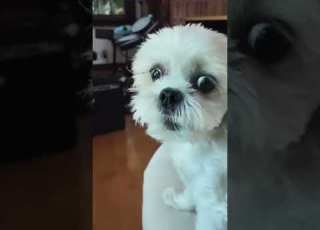  Molly Won T Stop BARKING