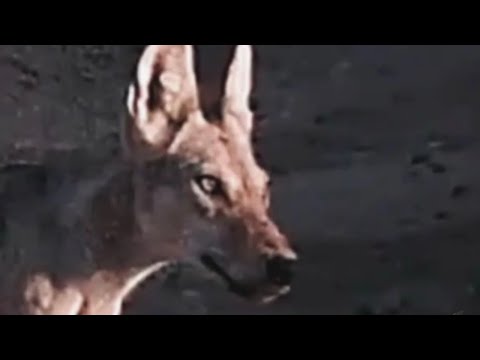 103 من قصص الذيابة قصة الجلاوي مع الشيب ذيب البل مع قصة ثانيه مضحكة