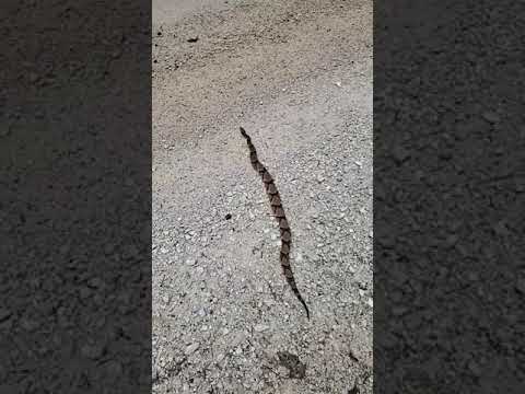 बड क परह ड स प