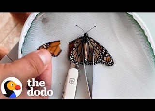  Couple Performs Surgery On An Injured Butterfly The Dodo