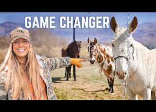 Most Horse Owners Have Never Seen This Training Setup