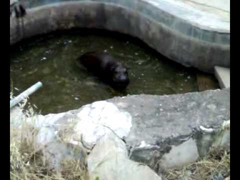 حديقة الحيوانات البلفدير تونس 8