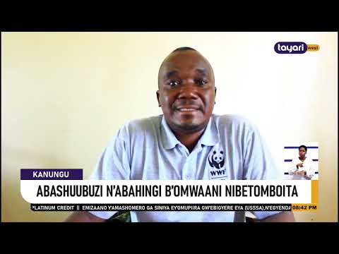 AGENSHONGA ABASHUBUZI N ABAHINGI B OMWAANI NIBETOMBOITA KANUNGU