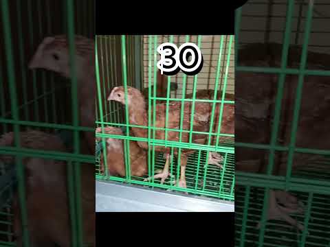 تربية فراخ ساسو من عمر يوم الى 40 يوم كتكوت ساسو جيل أول فراخ ساسو تربية فراخ ساسو من عمر يوم الى 40 يوم كتكوت ساسو جيل أول فراخ ساسو