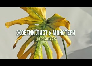  ЖОВТІ ЛИСТИ У РОСЛИН як відрізнити норму від патології