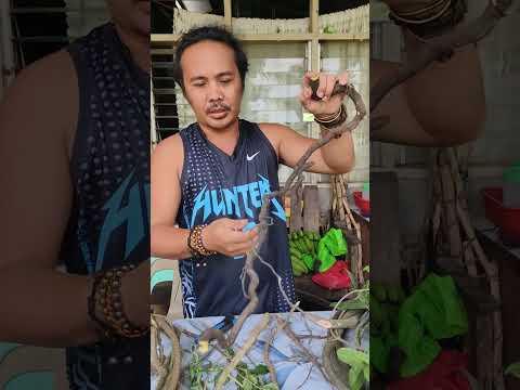 Sumbalik Gumamela Ceilis Baging Tawal Ulad Pugad Ng Palinsasayaw At Ibapang Panangkap Sa Kargada