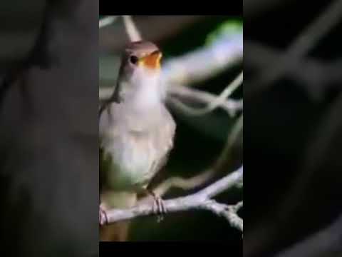 تغريد طائر العندليب أو طائر الحسنية