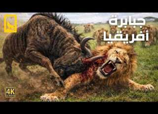 أشرس مفترسات أفريقيا معارك دموية لا تنتهي بين أشرس مفترسات القارة وثائقي عن الحيوانات