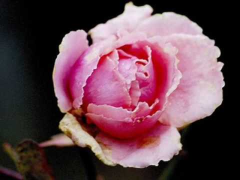 Nasheed Anta Rahmany نشيد أنت رحماني العفاسي