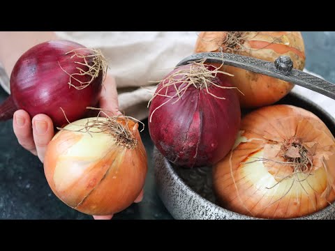 Irresistible Onion Tart Your New Go To Recipe Revealed