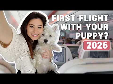 How To Fly With Your Dog In The Cabin In 2026 Our Experience Bringing Our Westie Puppy On A Plane