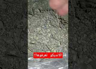  عشبة الانديكو لصباغة الشعر