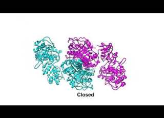 Structure And Mechanisms Of Assembly Line Polyketide Synthases Supplemental Video 1