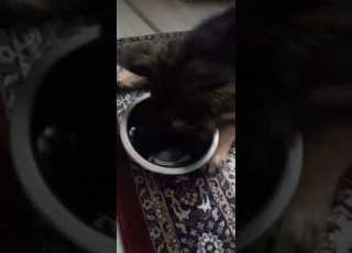 Champ Eating His Favourite Food Dogstunt Tik Tok Tiktokreels Ad Sponseredshort Ad Google
