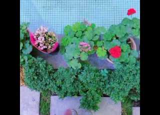 گلهای رنگارنگ 533