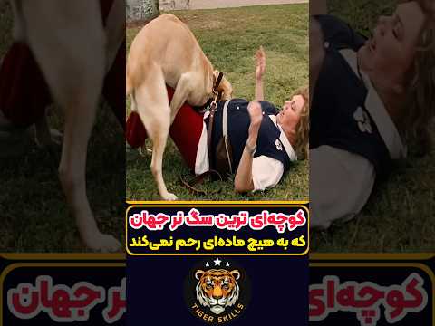 خطرناک ترین سگ جهان که هرگز نباید براش سوت زد معرفی بهترین فیلم ها و سریال های جهان که باید دید