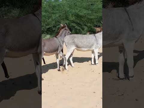 Donkeys Jungle Youtuber