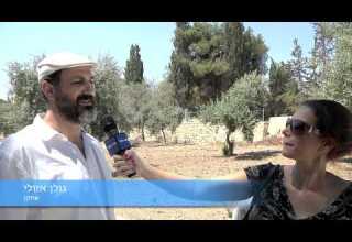 הר הבית בידינו הצצה