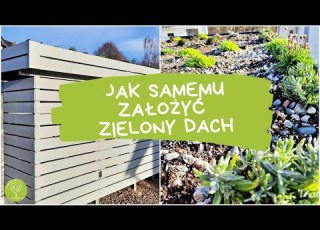 Jak Samemu Założyć Zielony Dach Zakładamy Zieleń Na śmietniku