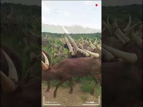 ANKOLE WATUSI CATTLE Biggest Bulls And Cow Cows Bulls Ankole