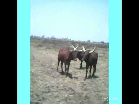 NJIGE HARUSI YA LULI MBASHA STUDIO 2 10 2025 0779825328 MSAMBAJI NGOTA STUDIO TV