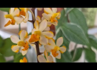  New Orchids In The Collection I Bought Them On Sale How Can I Help Them Adapt