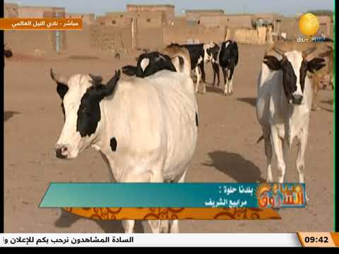 بلدنا حلوة مرابيع الشريف صباح الشروق