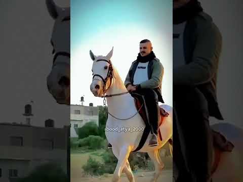 مقطع تحتي مهره عربية تيسير ابو سويرح