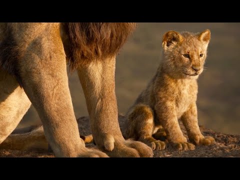 A Lion Decides To Take Revenge On His Uncle Because He Killed His Father The King Of The Jungle A Lion Decides To Take Revenge On His Uncle Because He Killed His Father The King Of The Jungle