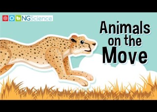  Animals On The Move