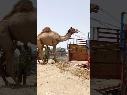 سيتم تحميل الجمل الذكر الكبير على شاحنة