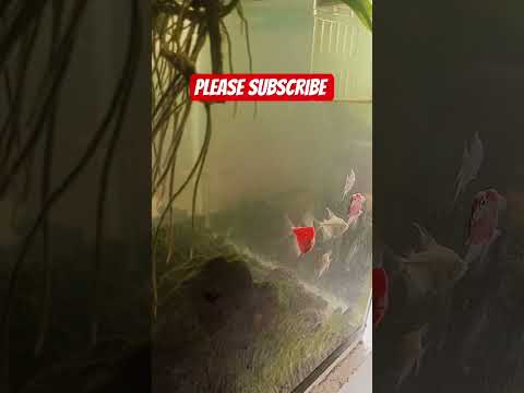 Please Subscribe Jobbiehebriovlogs