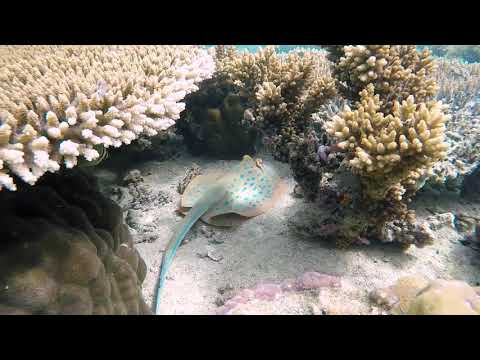 نغمة توكلت في رزقي علي الله خالقي