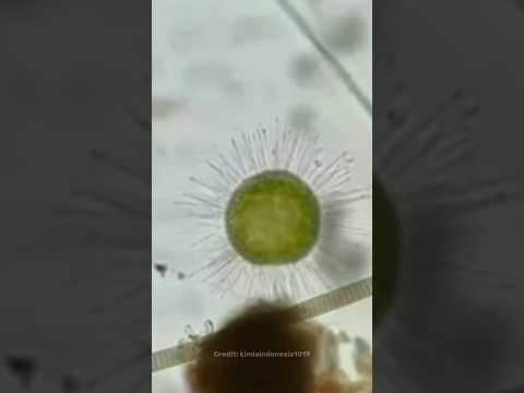 Covid Under The Microscope Shorts