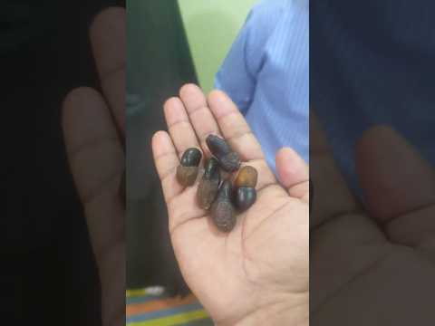 Bhilawa Is A Fruit That Comes From A Deciduous Tree It Is Also Known As The Marking Nut