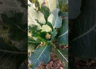 Mujhe Laga Tha Mera Black Diamond Guava Plant Mer Gaya Shortsfeed Blackdiamond Guava Shorts